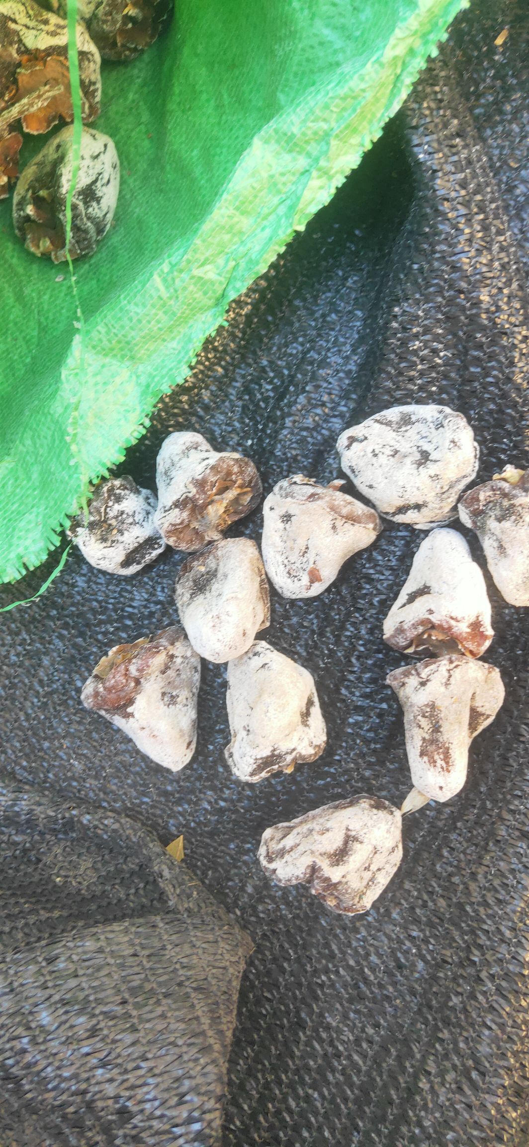 黑柿饼  太行山天然无加工柿饼