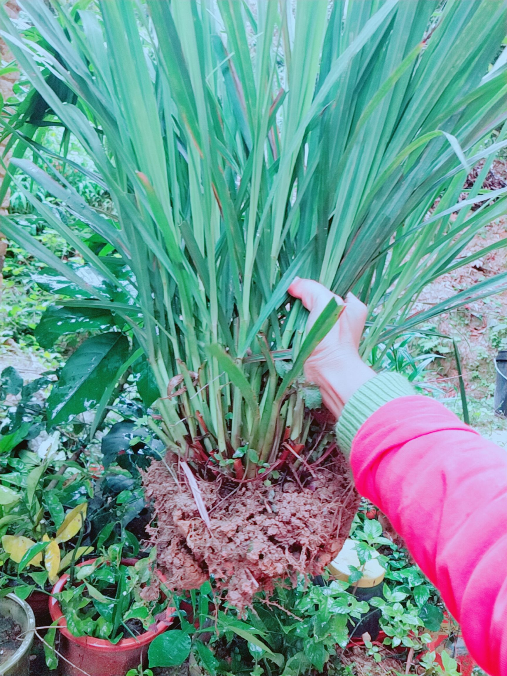 香茅草种苗  包邮香茅苗小苗大苗多支苗柠檬草苗种风苗