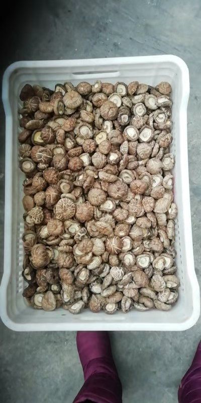 椴木菇  牛逼的花菇，善良的农户，一起来发财吧