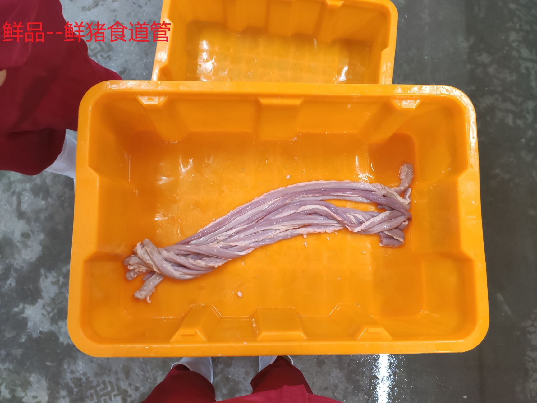 猪食管  猪食道管