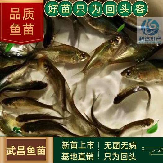 江门鲂鱼  优质团头鲂苗  武昌鱼鱼苗 扁鱼鱼苗 实力供应商批发