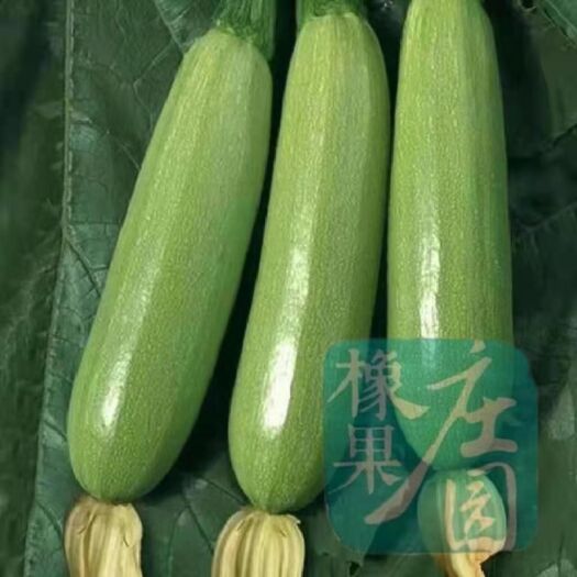 平原县冬绿王西葫芦  绿瓜，条直，7两—1斤左右