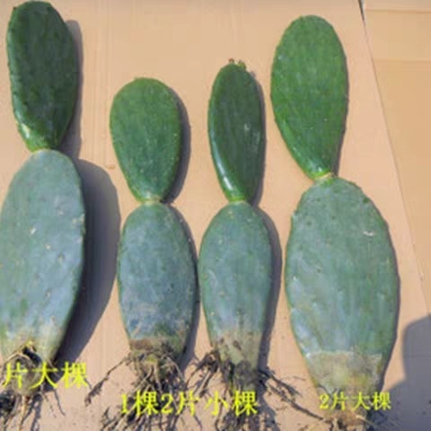 牟定县梨果仙人掌种苗果苗食用药用外敷水果