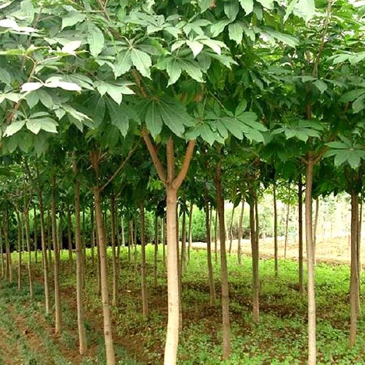 眉县七叶树 3-10公分大量有货，树杆直，树冠漂亮。