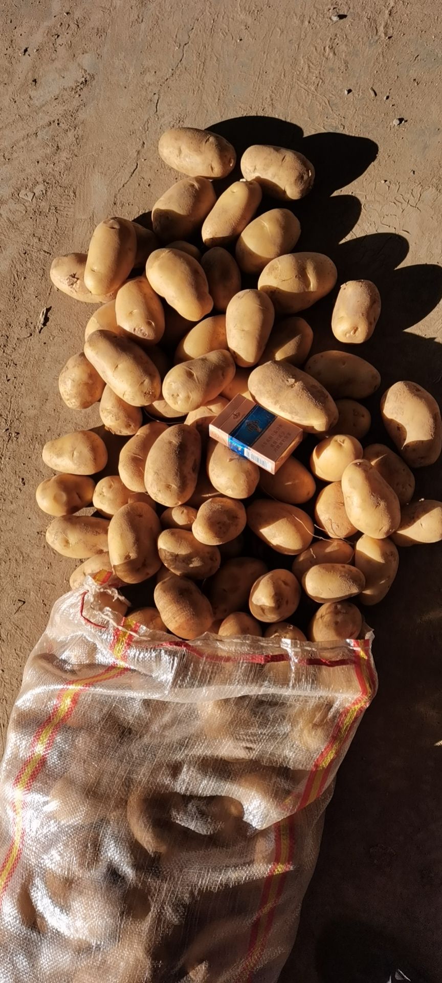 迷你土豆  1-3--2-4两小土豆大量供应