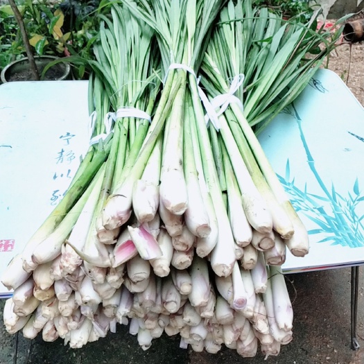广州 新鲜香茅草柠檬草带叶发出风茅香料原料8件包邮
