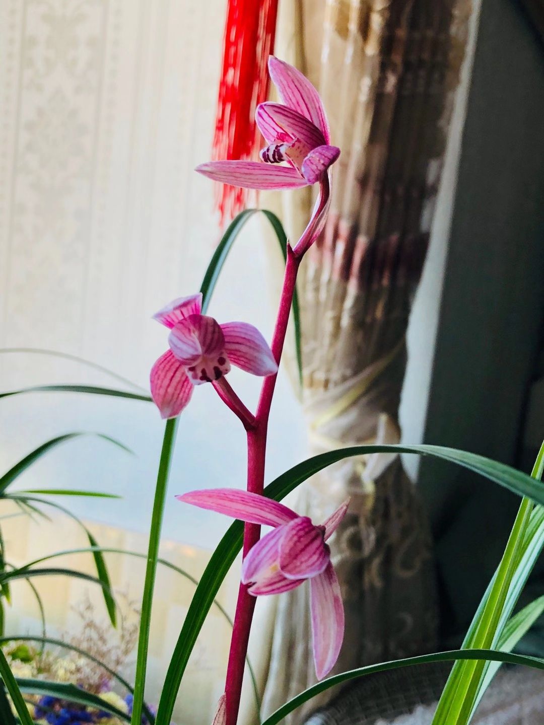  莲瓣兰红花
