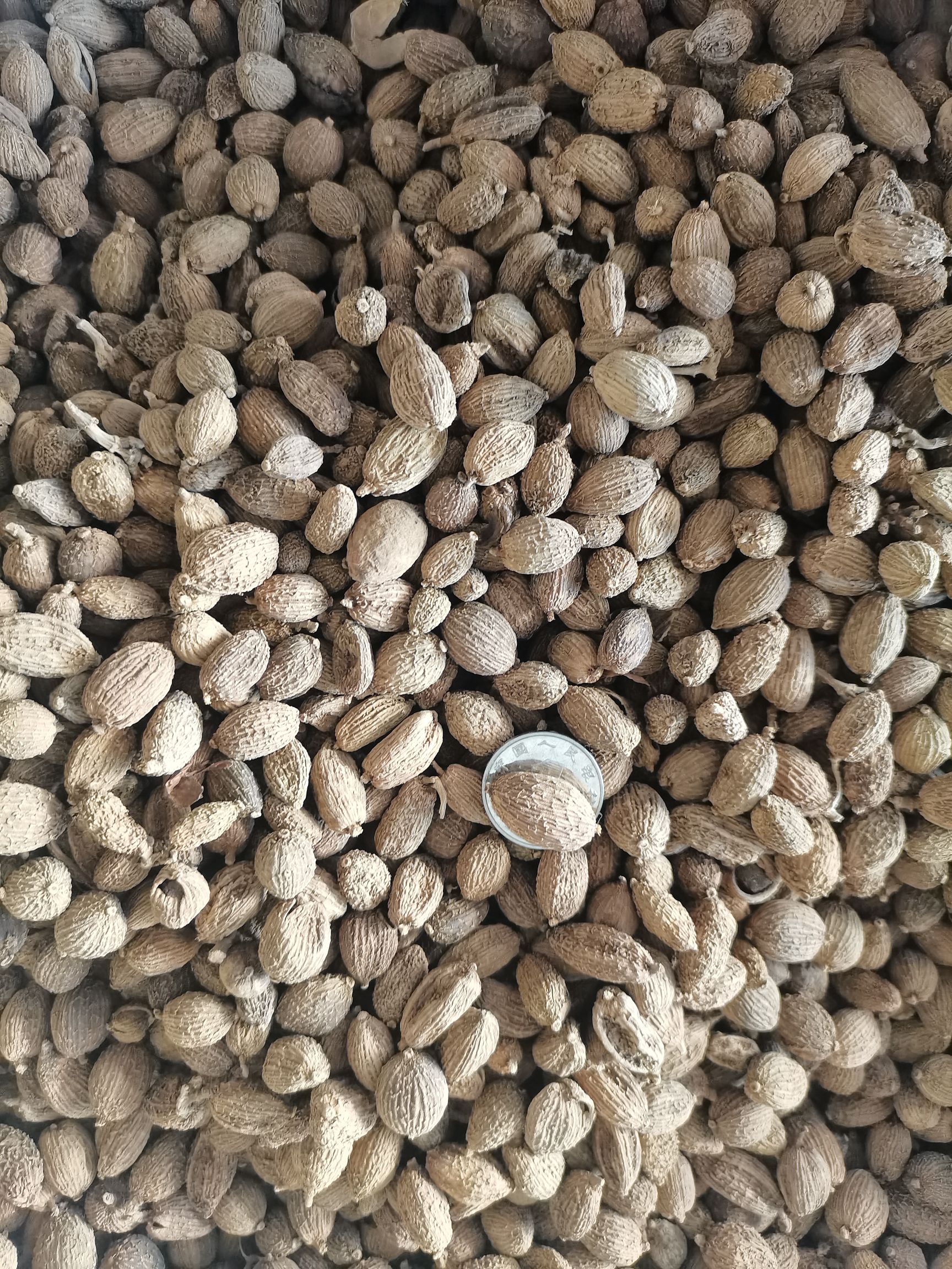 砂仁  砂仁，长砂仁，圆砂仁，大量供应，批零兼营，质优价美