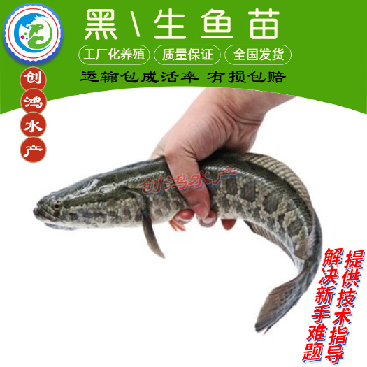 深圳乌鳢苗  优质黑鱼鱼苗  杂交黑鱼苗 观赏鱼 放生鱼