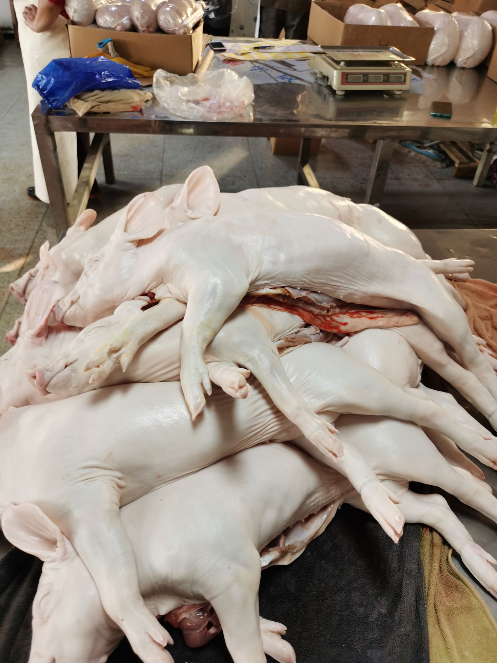 整头猪  冻乳猪，烤乳猪，乳猪，冷乳猪