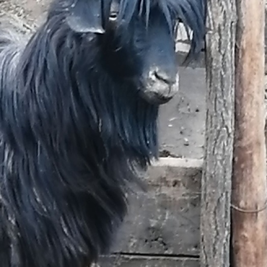 黎城县黑山羊，全是跑山羊，没有喂饲料