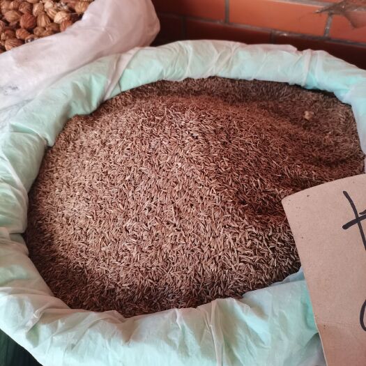 新疆孜然精品颗粒饱满香味浓新标孜然精品批零兼营量大价格有优势