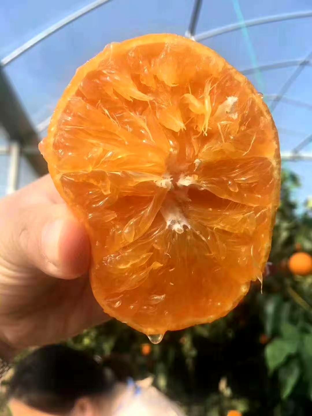 无核沃柑 特级果 