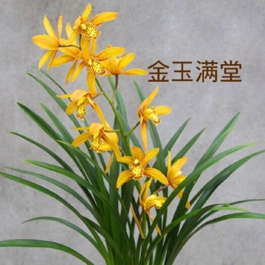 平原县 兰花建兰大黄金花，香型《金玉满堂》