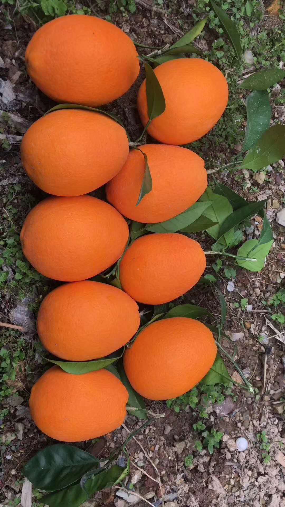 秭归脐橙，纽荷尔脐橙，长虹脐橙，个大皮薄，颜色火红，汁多味甜