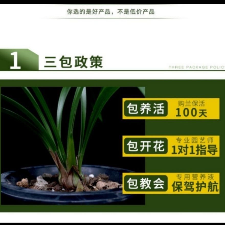  兰花寒兰红舌香型《初恋》