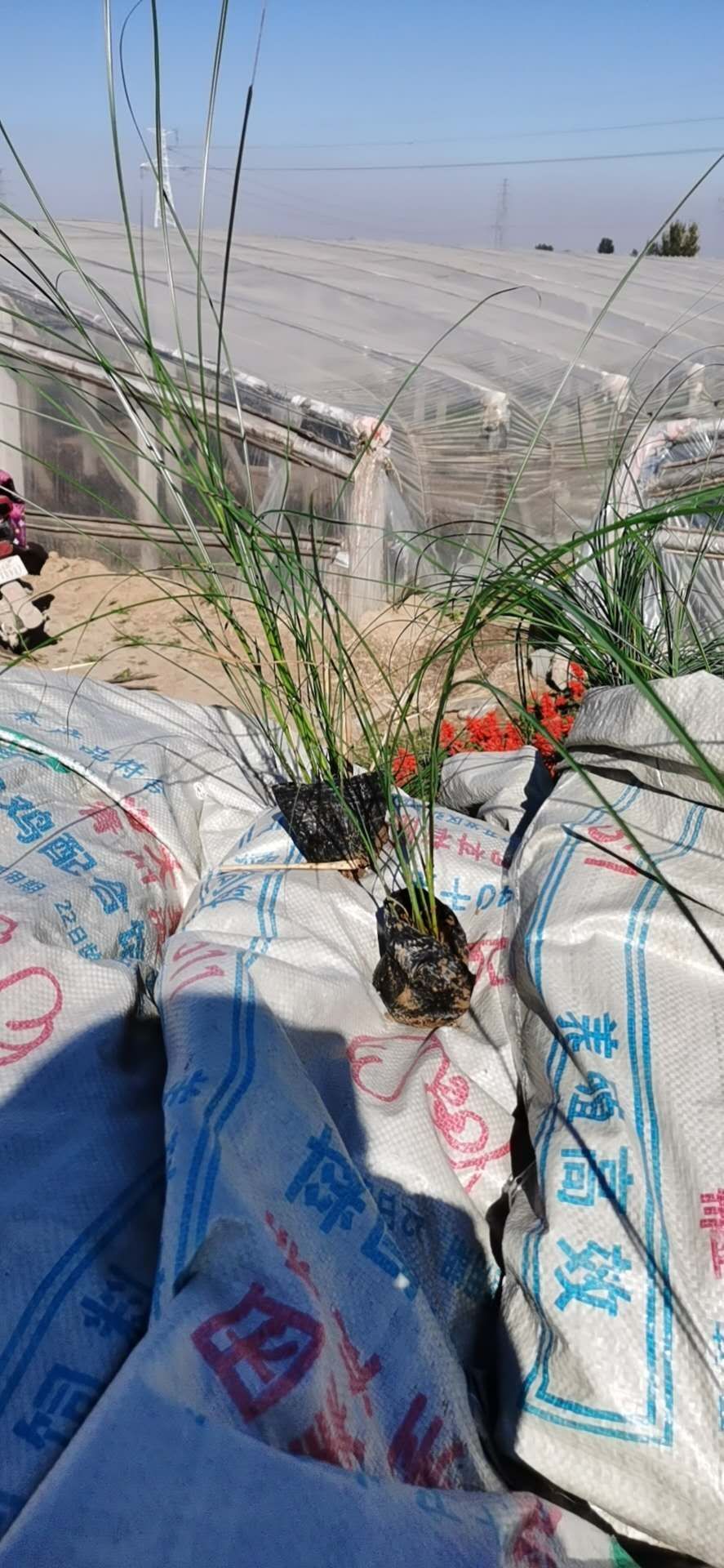 细叶芒 
