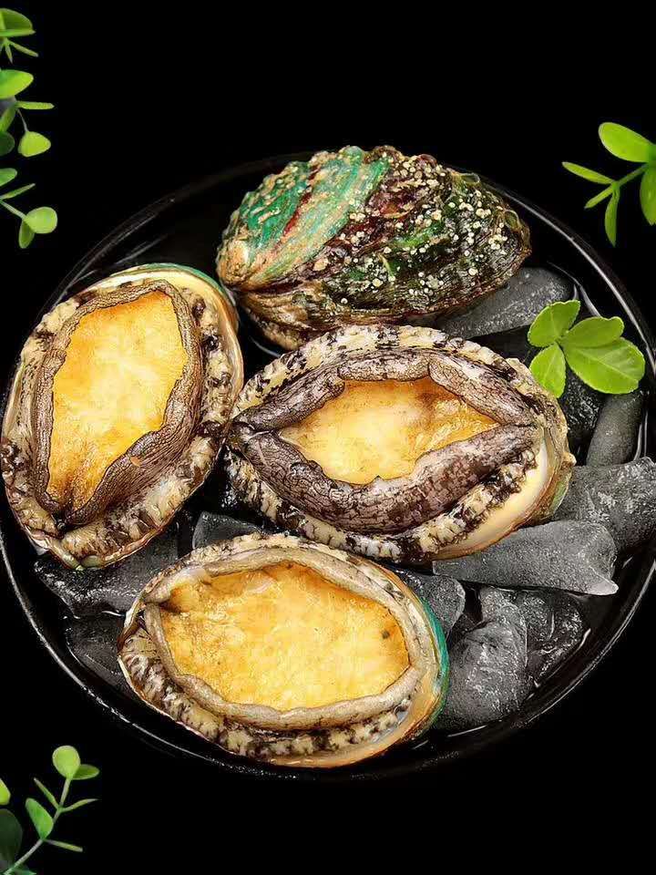 福建平潭特产九孔鲍鱼，绿色食品