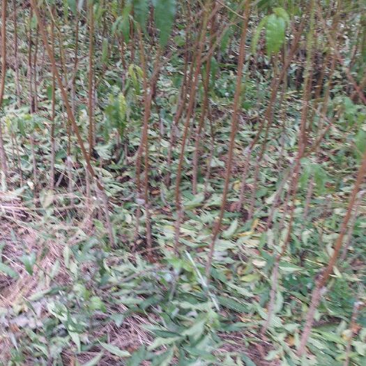 武陟县黄金蜜3号苗  桃树，突围黄金蜜新西兰油桃中桃8号等