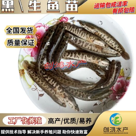 广州乌鳢苗  优质黑鱼鱼苗 生鱼苗 杂交黑鱼苗 观赏鱼 放生鱼