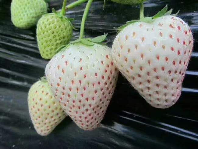 天使白草莓