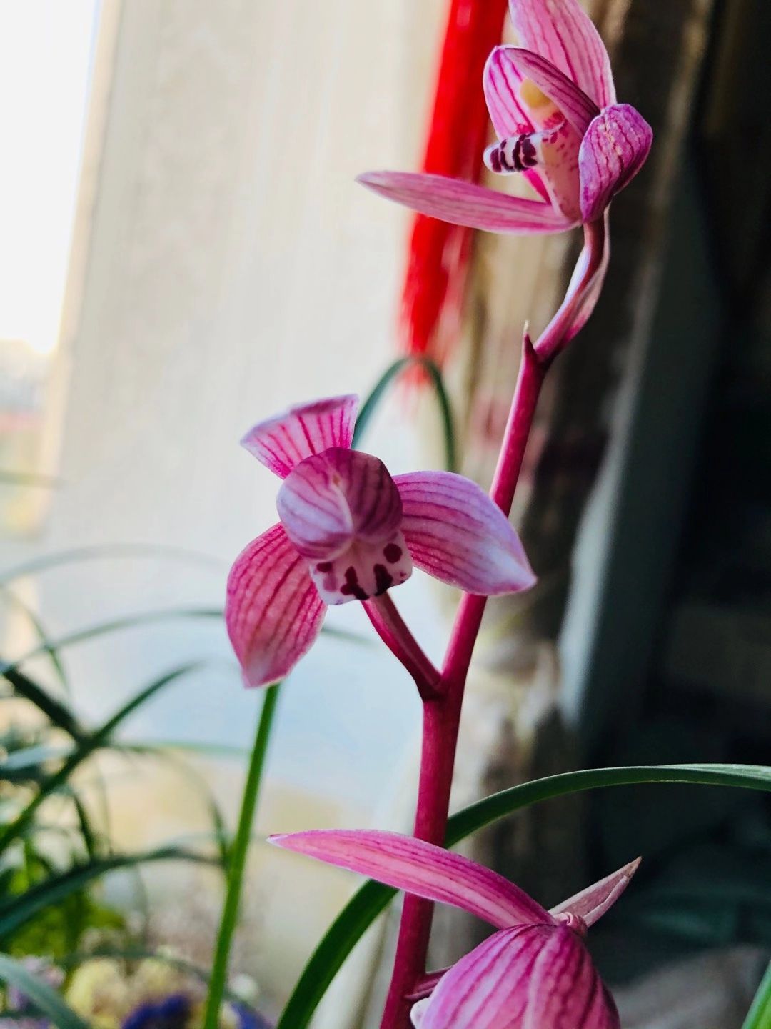  莲瓣兰红花
