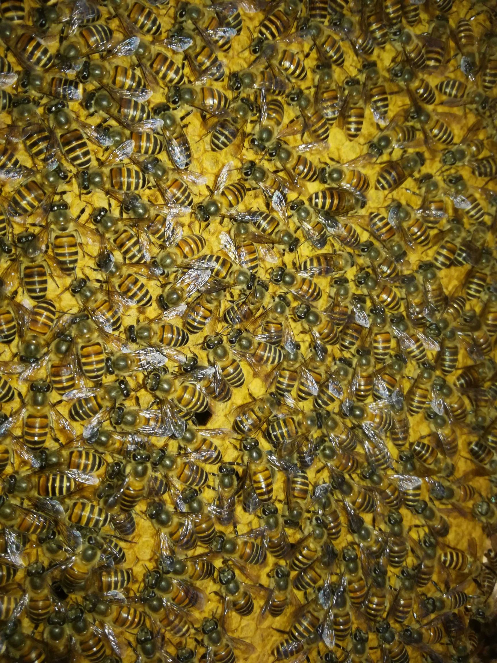 中华蜜蜂  中蜂:蜂群  巢框尺寸42*24cm（蜂王为复式育王）。