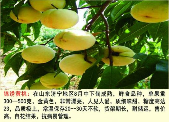 邹城市黄桃树苗 黄金密4号 中秋成熟 果个大 挂树1个月不软