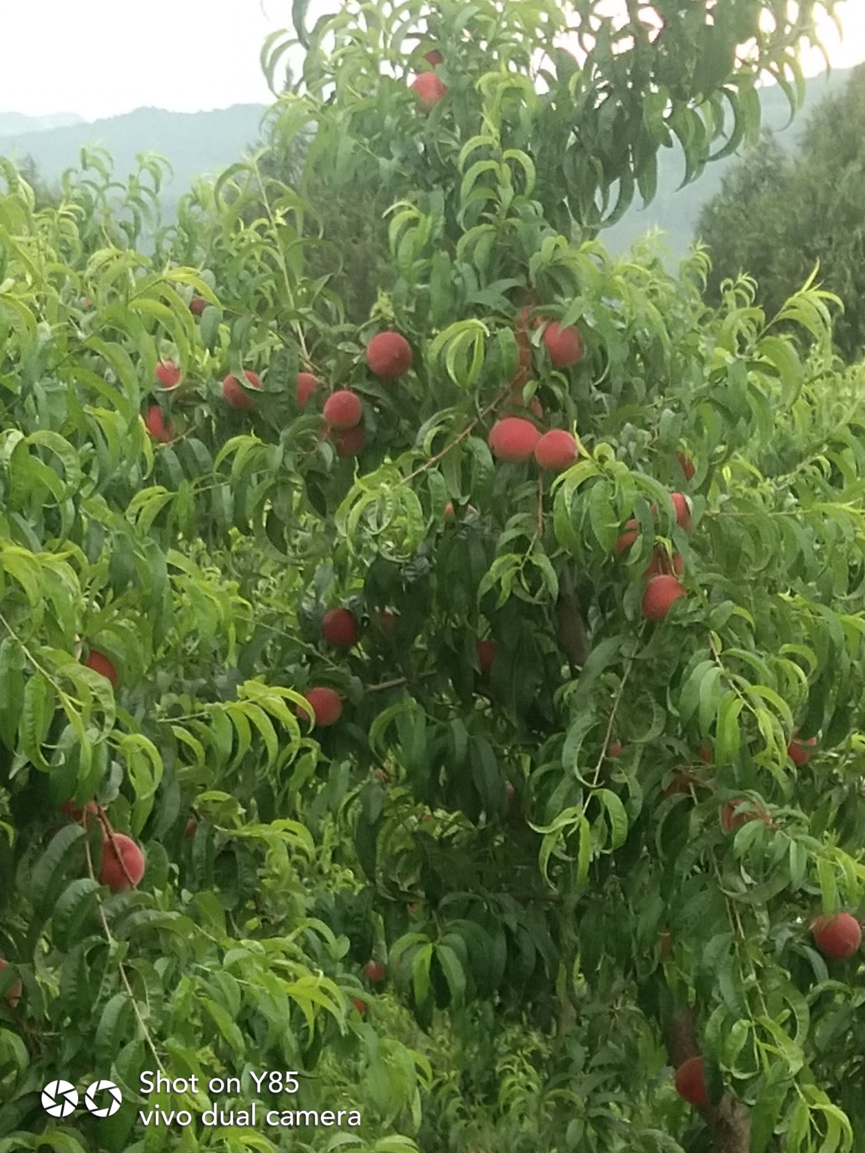 果园转包或租凭，未来品质化农业将赢取市场，欢迎有眼光的人士！