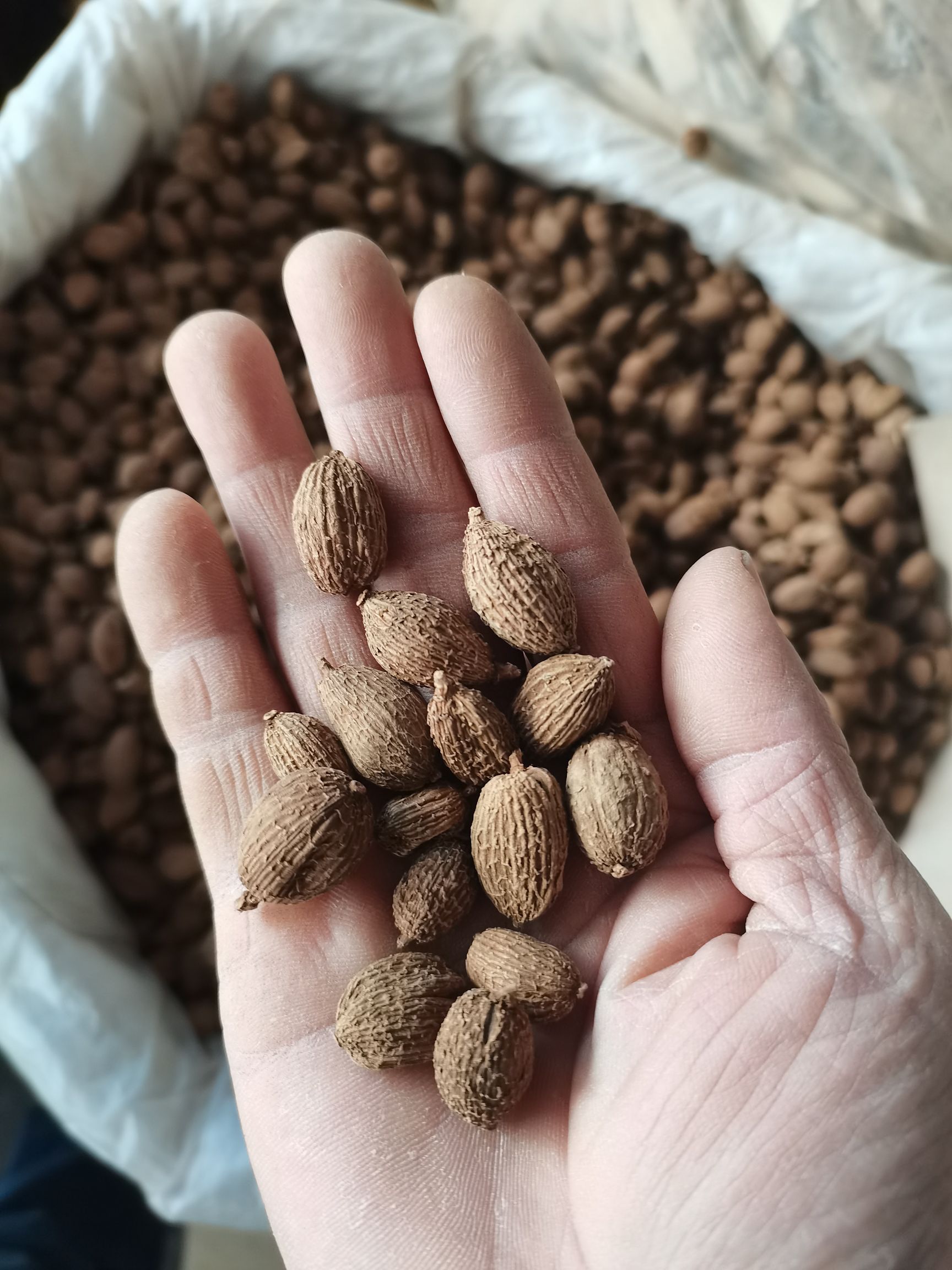 砂仁  砂仁，长砂仁，圆砂仁，大量供应，批零兼营，质优价美