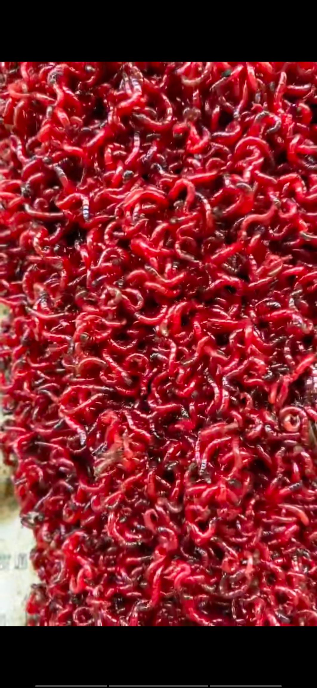 红虫  自家船打捞一手货源，保质保量