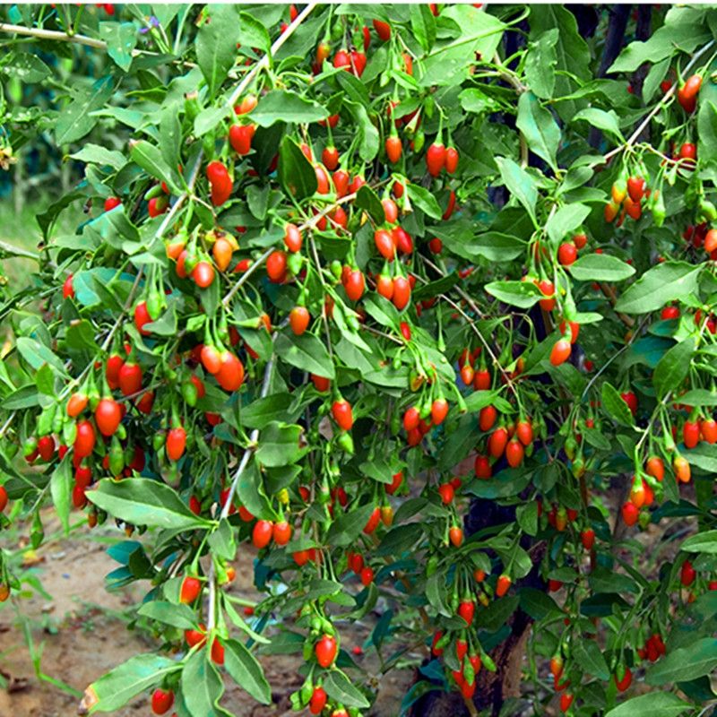 红枸杞苗  宁夏枸杞树苗！当年结果！适合南北方种植！现挖保湿