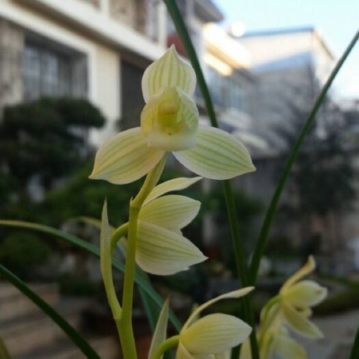 平原县 兰花莲瓣兰经典荷型素心幽香《如意素荷》