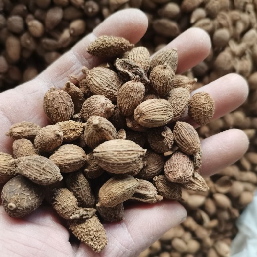 砂仁  砂仁，长砂仁，圆砂仁，大量供应，批零兼营，质优价美