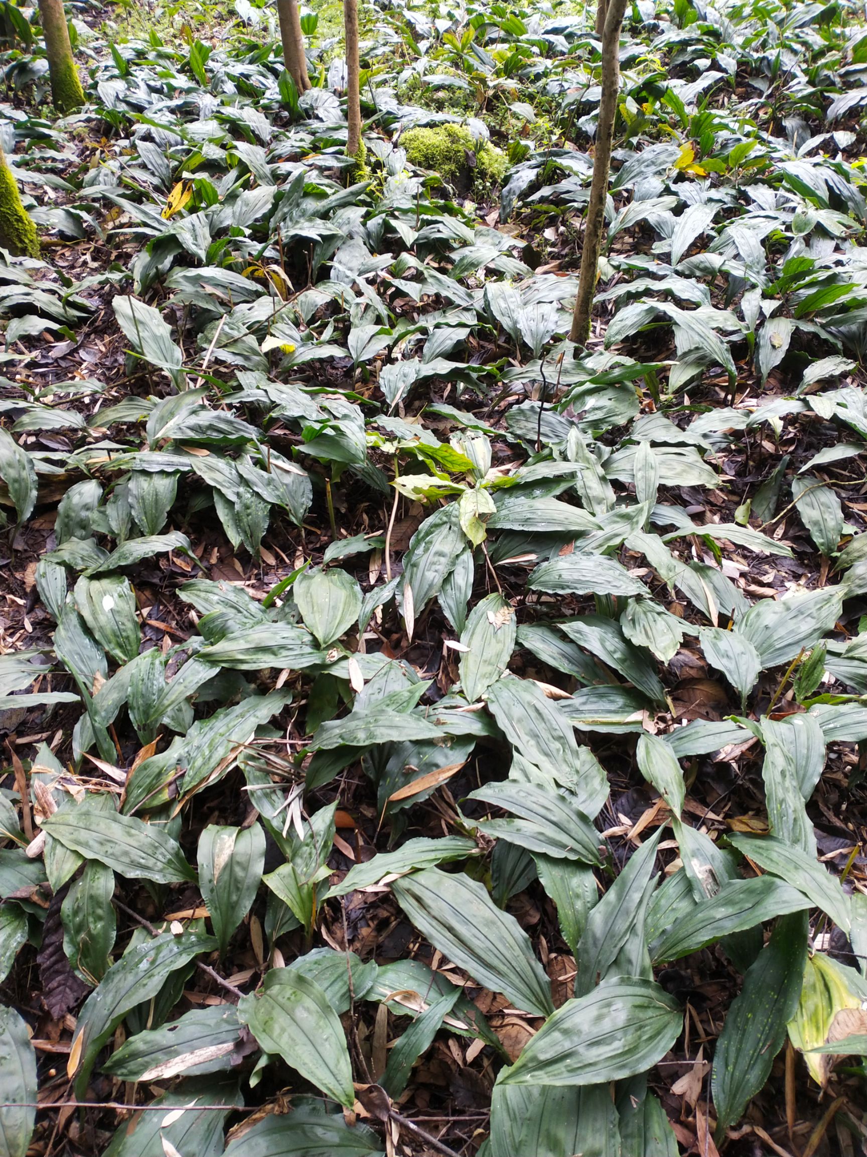 山慈菇，毛慈菇高产品种，