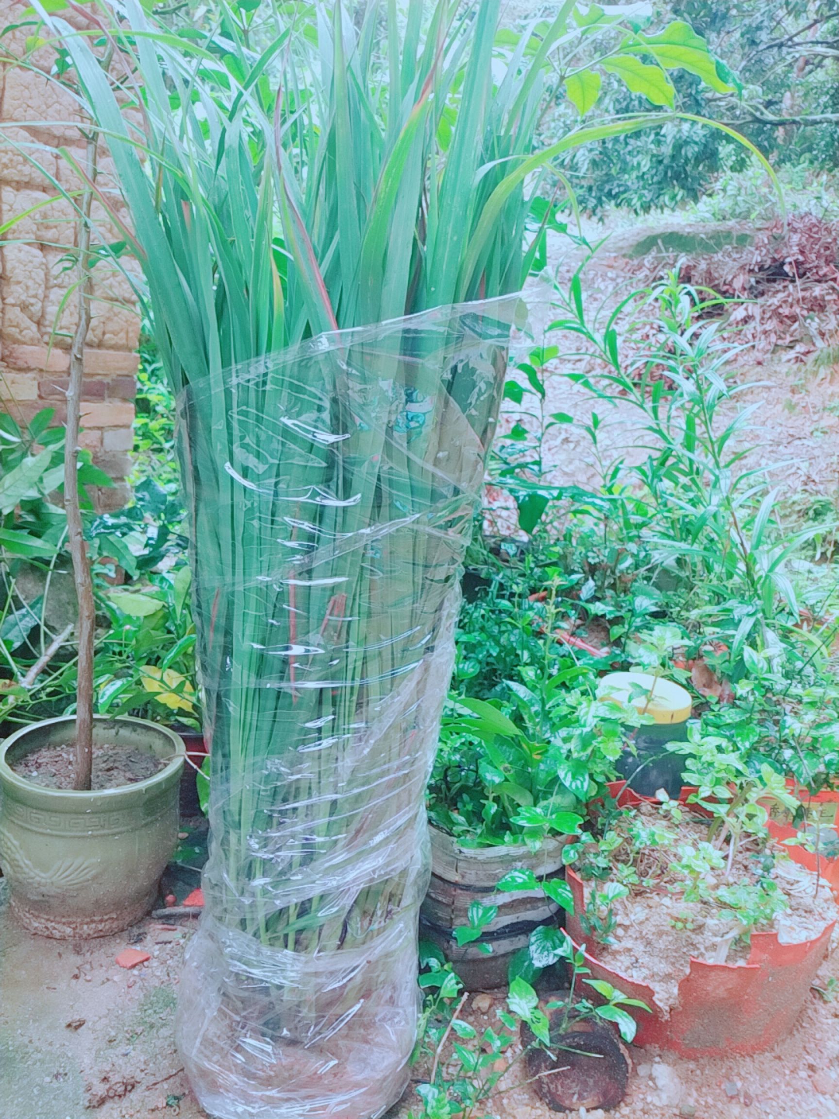 香茅草种苗  包邮香茅苗小苗大苗多支苗柠檬草苗种风苗
