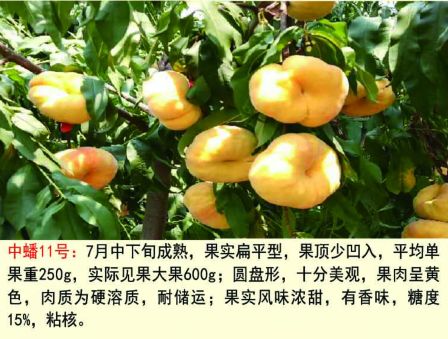 黄金蟠桃树苗 0.6公分以上