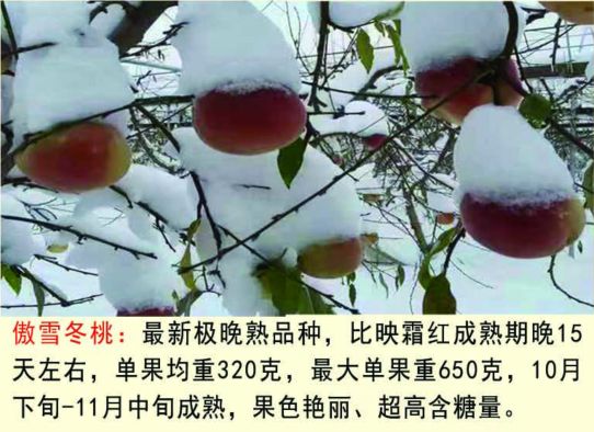 巨型冬桃苗 傲雪冬桃 果个大 成熟期晚 不裂果