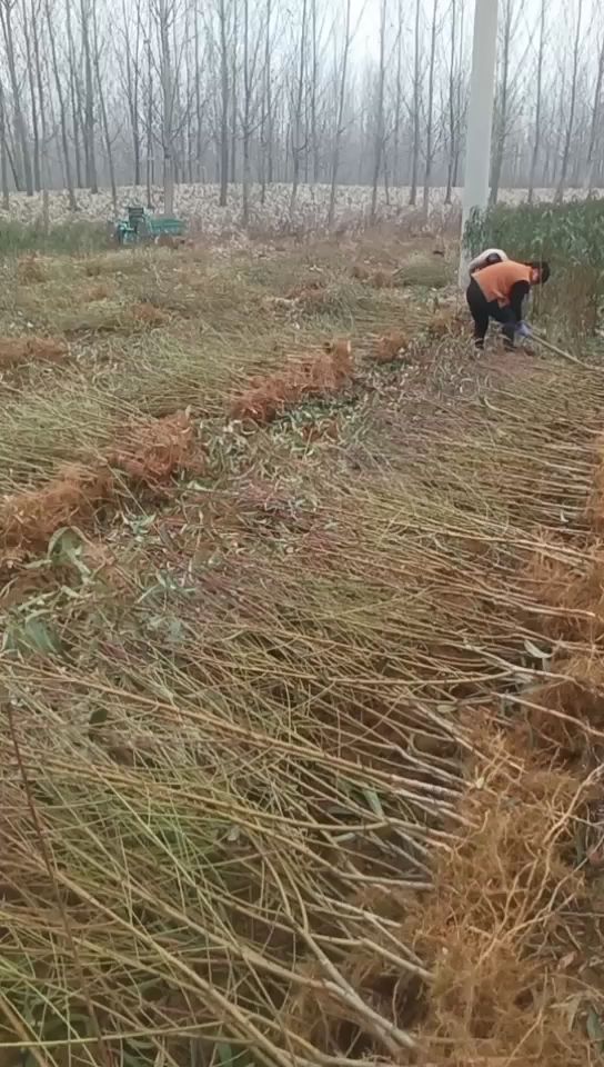 黄桃树苗 黄金密4号 中秋成熟 果个大 挂树1个月不软