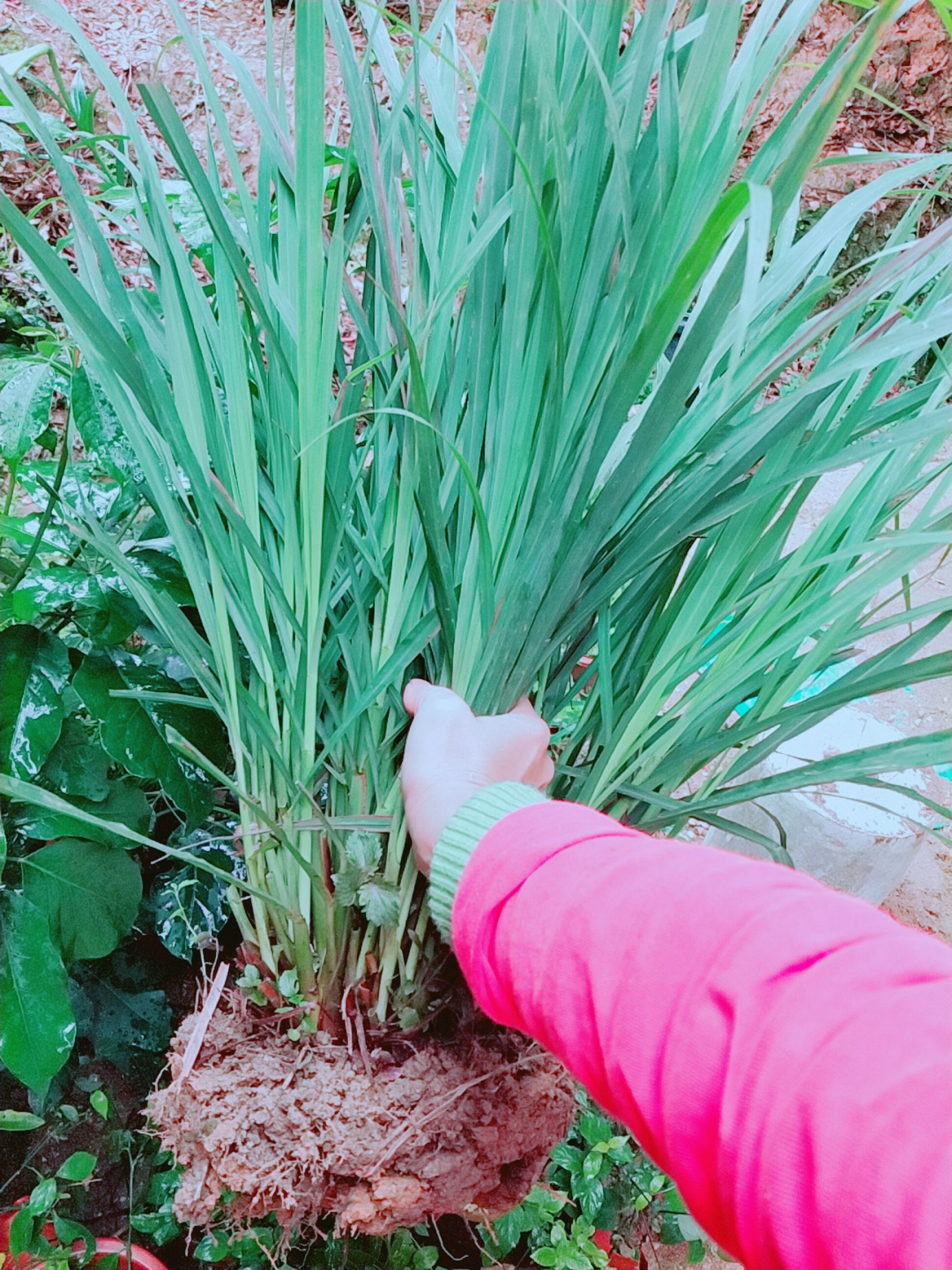 香茅草种苗  包邮香茅苗小苗大苗多支苗柠檬草苗种风苗