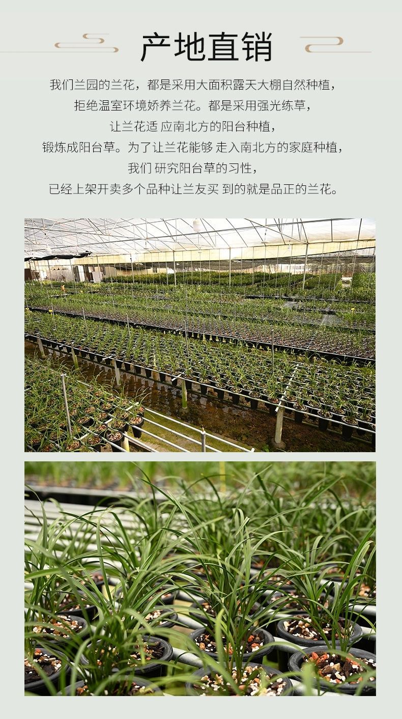  兰花寒兰红舌香型《初恋》