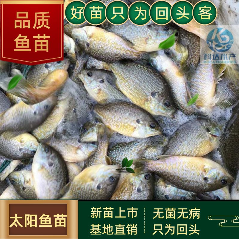 江门太阳鱼苗 蓝鳃太阳鱼苗 确保提供高质量，齐规格、低价格、无