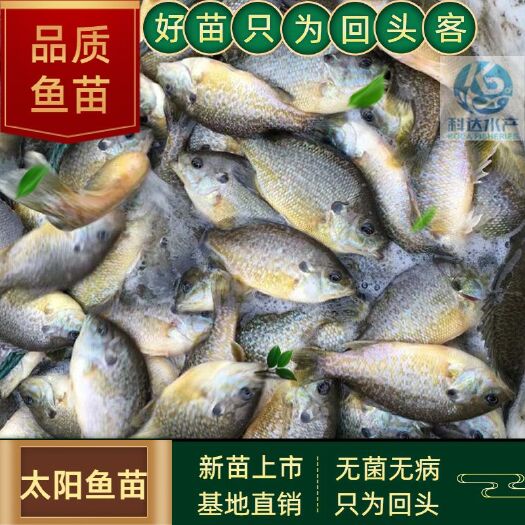太阳鱼苗 蓝鳃太阳鱼苗 确保提供高质量，齐规格、低价格、无