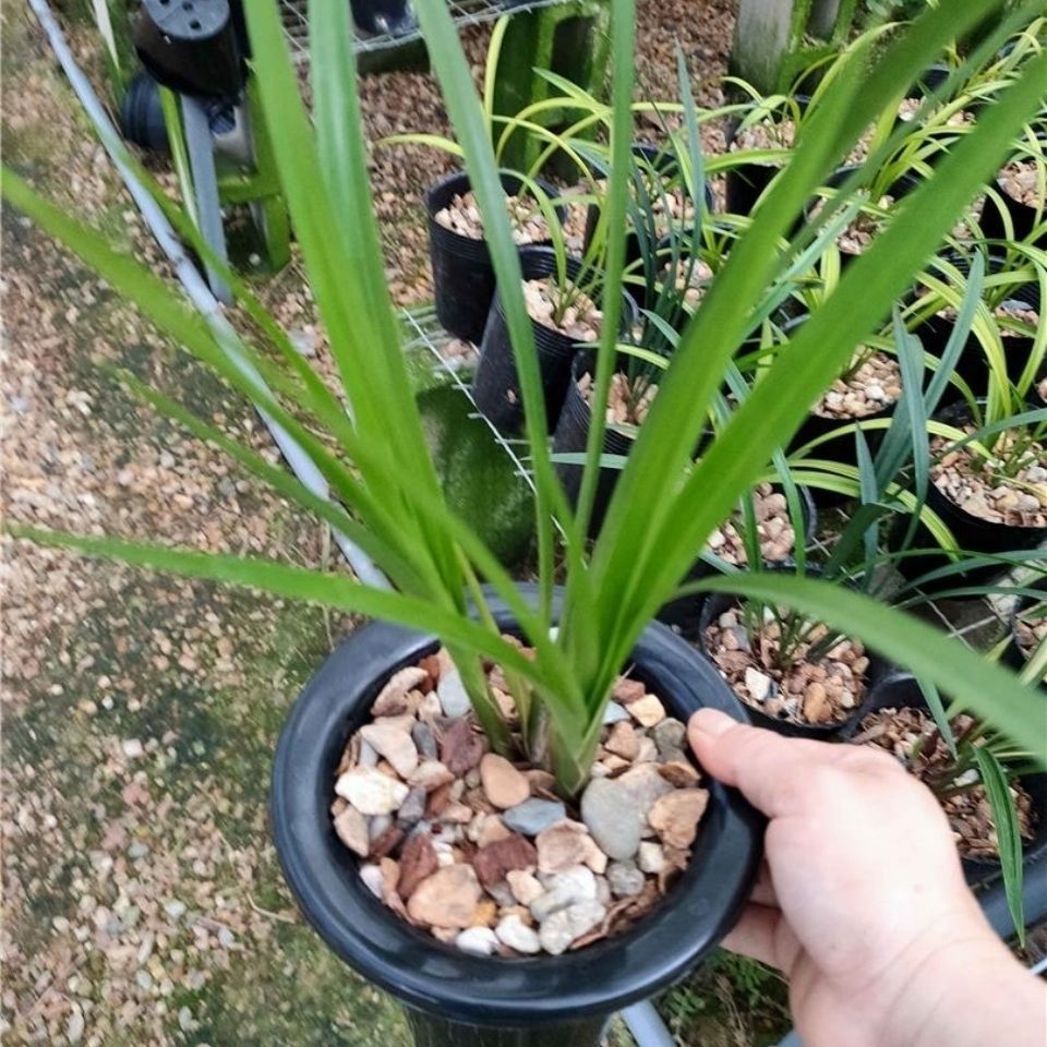  兰花寒兰红舌香型《初恋》