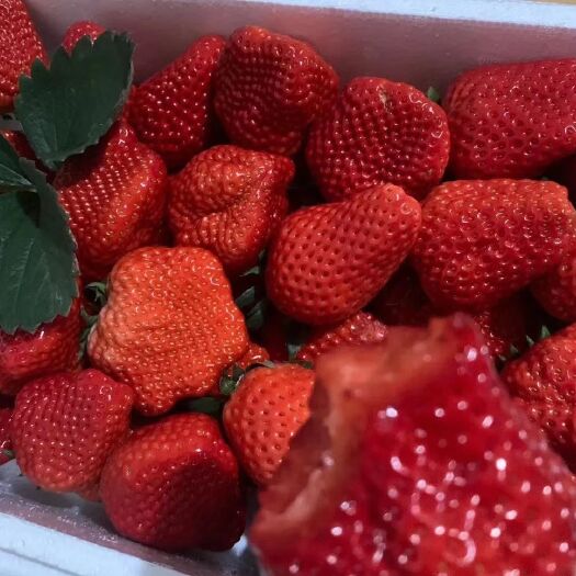 东港市 丹东九九草莓🍓🍓🍓