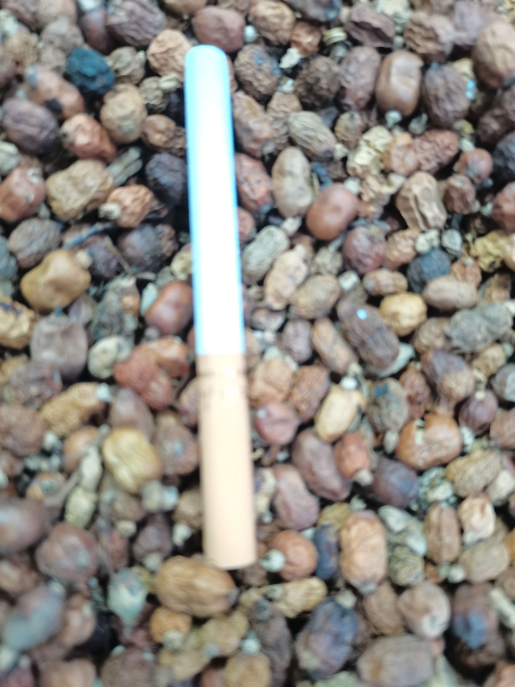 红蔻，红豆蔻，大货供应，批零兼营，价优质优