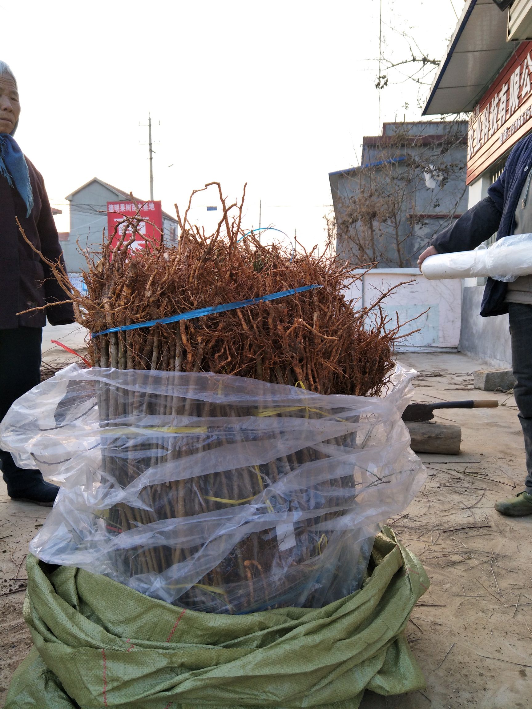 黄桃树苗 黄金密4号 中秋成熟 果个大 挂树1个月不软