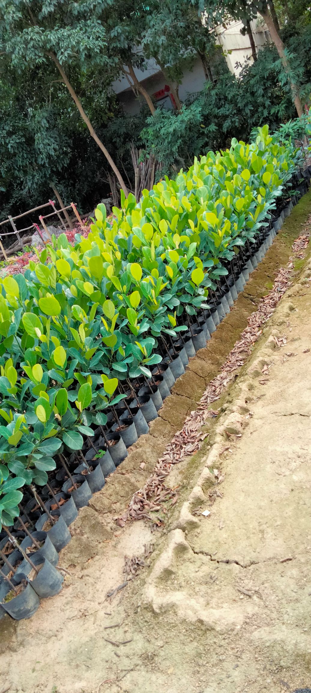常有菠萝蜜苗  菠萝蜜直生苗（带中营养杯）