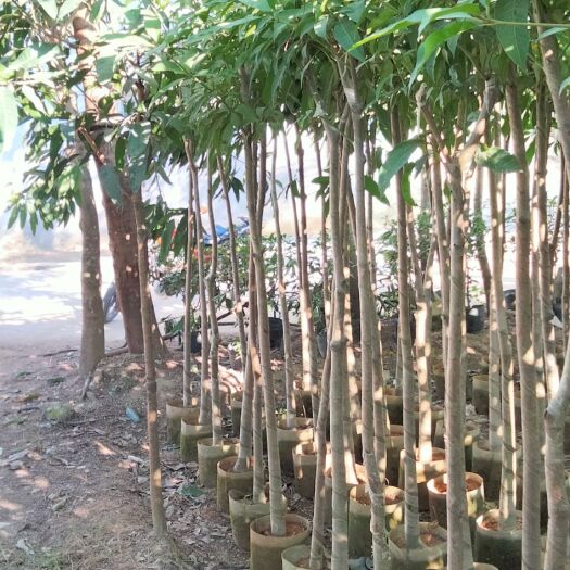 普宁市芒果直生苗（实生苗） 芒果直生苗（布袋苗）