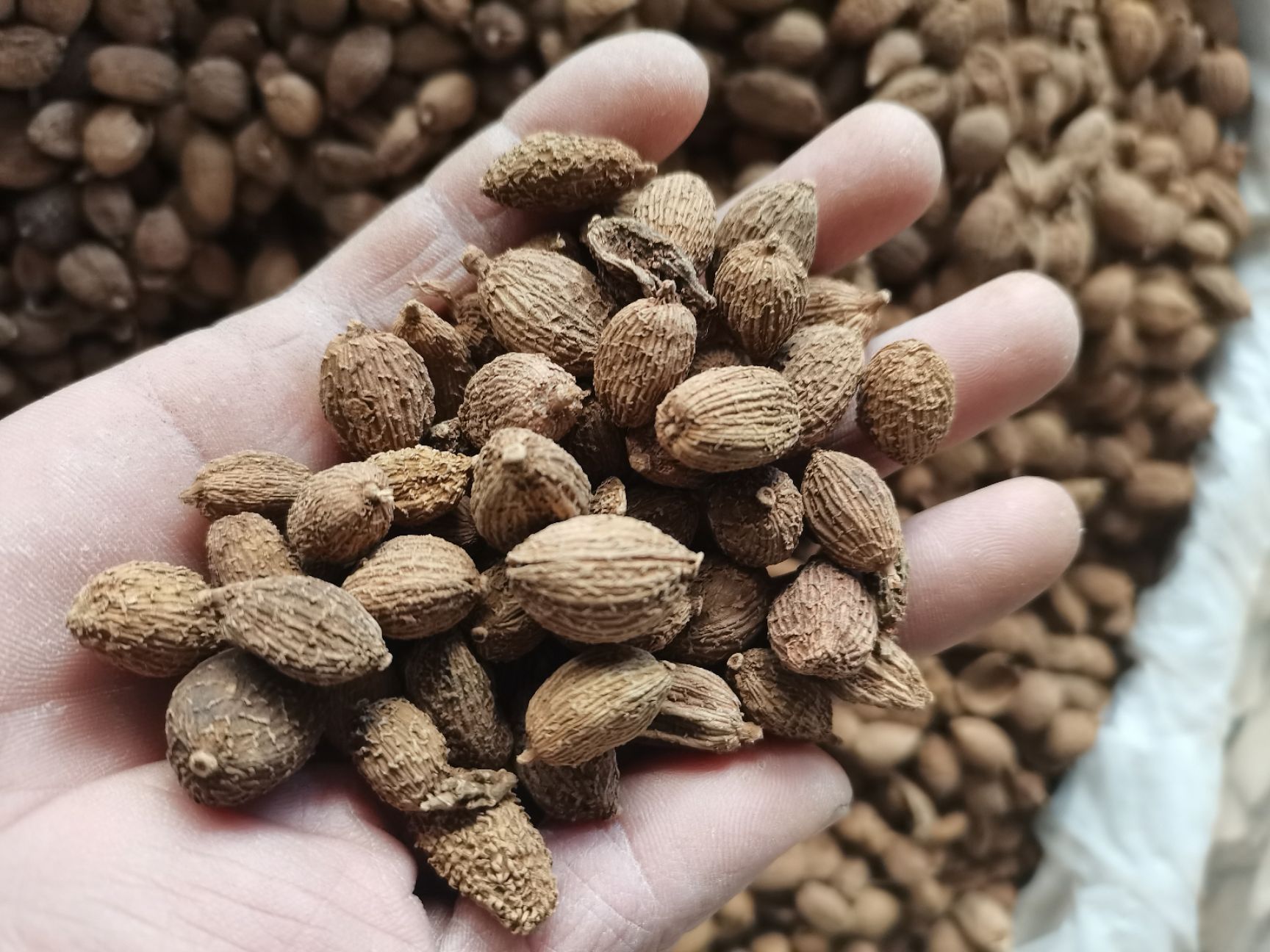 砂仁  砂仁，长砂仁，圆砂仁，大量供应，批零兼营，质优价美